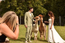 fotoshoot , bij de Alpaca's