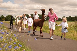 alpacawandeling